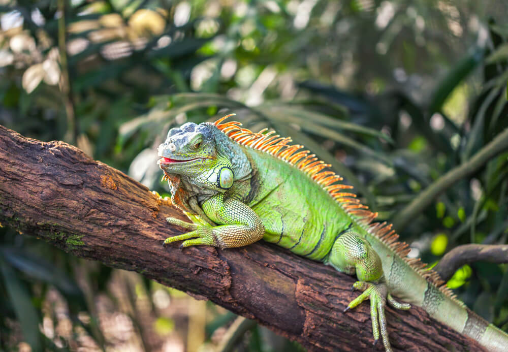 A green smiling big iguana is lying on a tree branch in a tropical forest