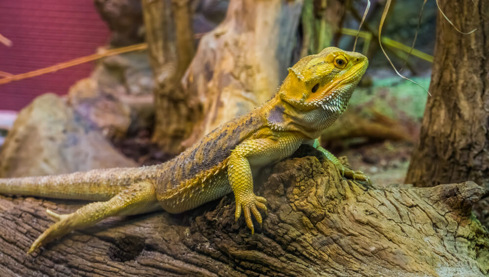 Closeup portrait of a bearded dragon lizard