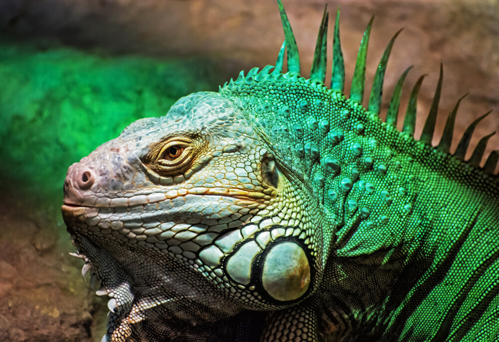 Green iguana - Iguana iguana, beauty in nature