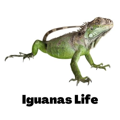 Iguanas Life LOGO