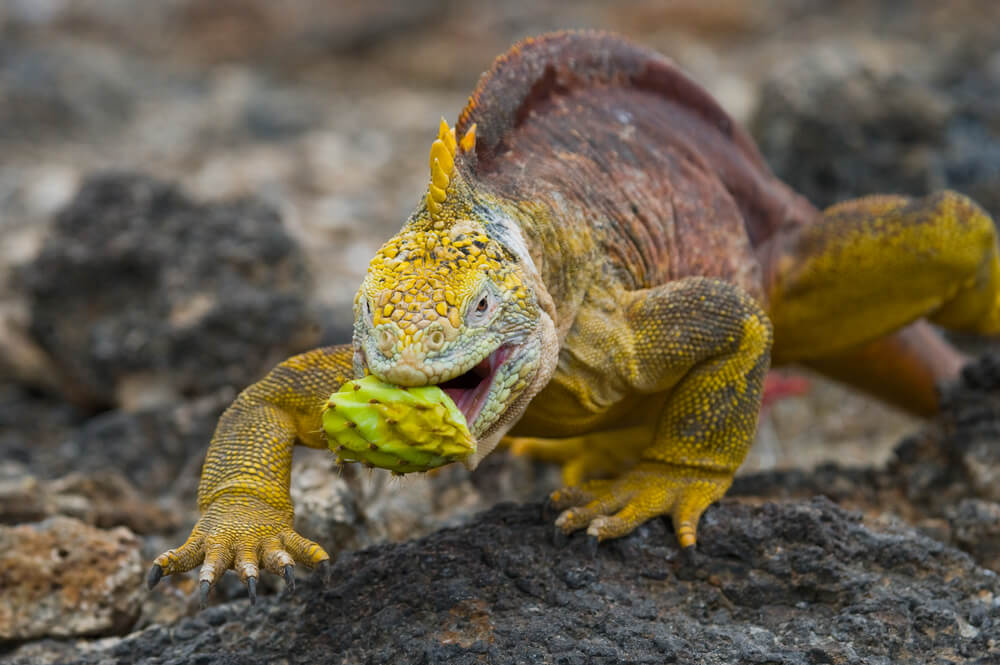 Land Iguana on Galapagos Islands