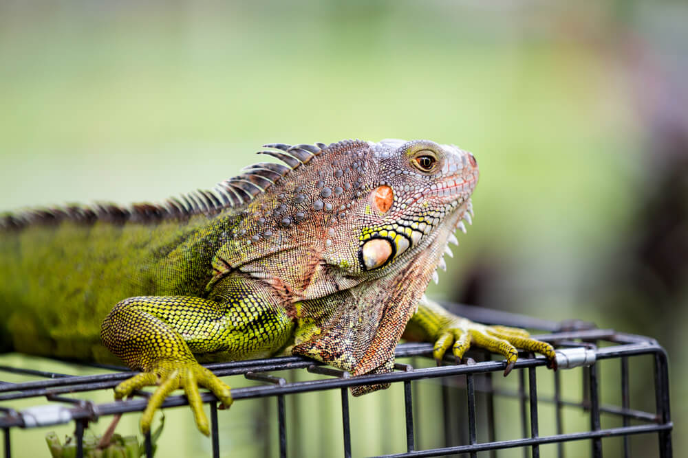 Male green iguana dragon