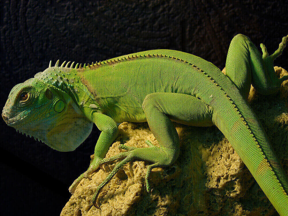 Portrait Of Iguanas 