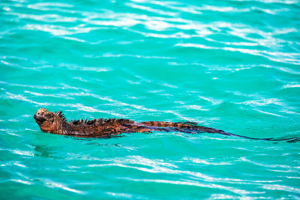 Swimming Marine Iguana